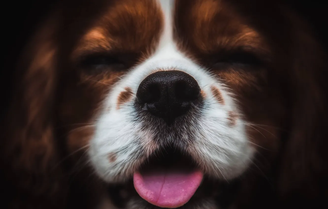 Photo wallpaper language, dog, nose, puppy, face, doggie