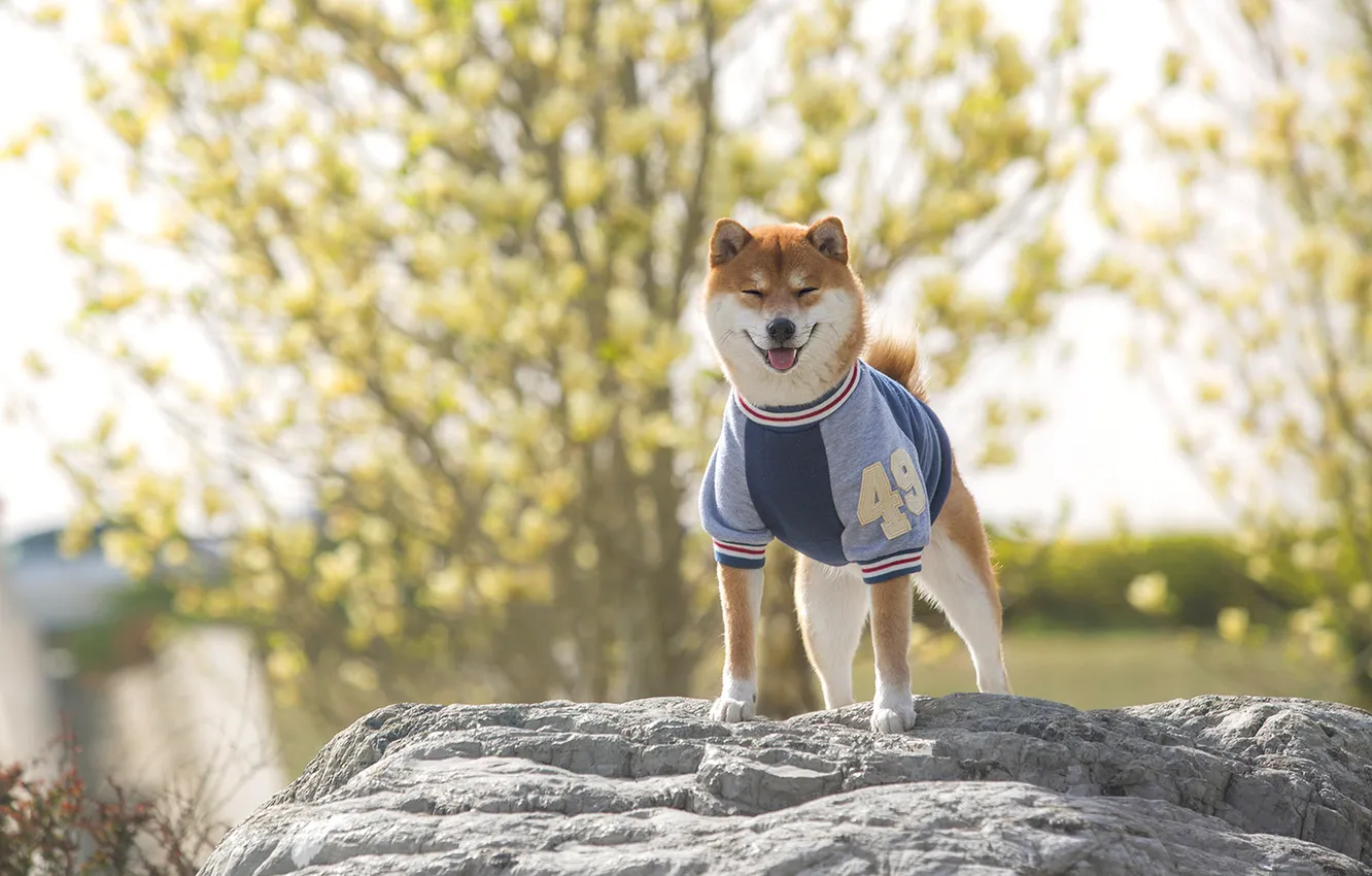 Photo wallpaper language, trees, branches, nature, stones, dog, spring, room