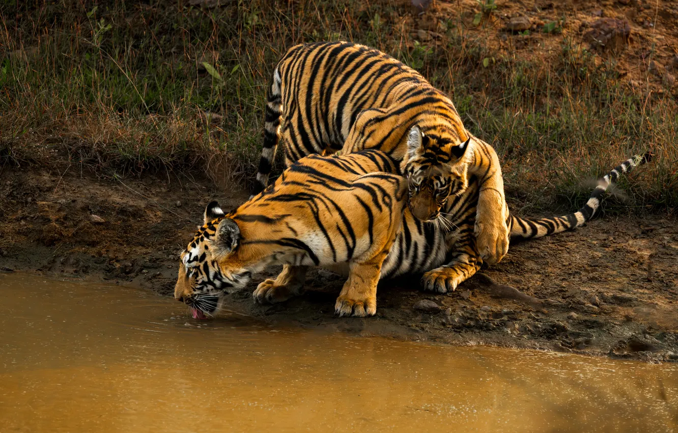 Photo wallpaper pose, drink, tiger, pond, two tigers, shore