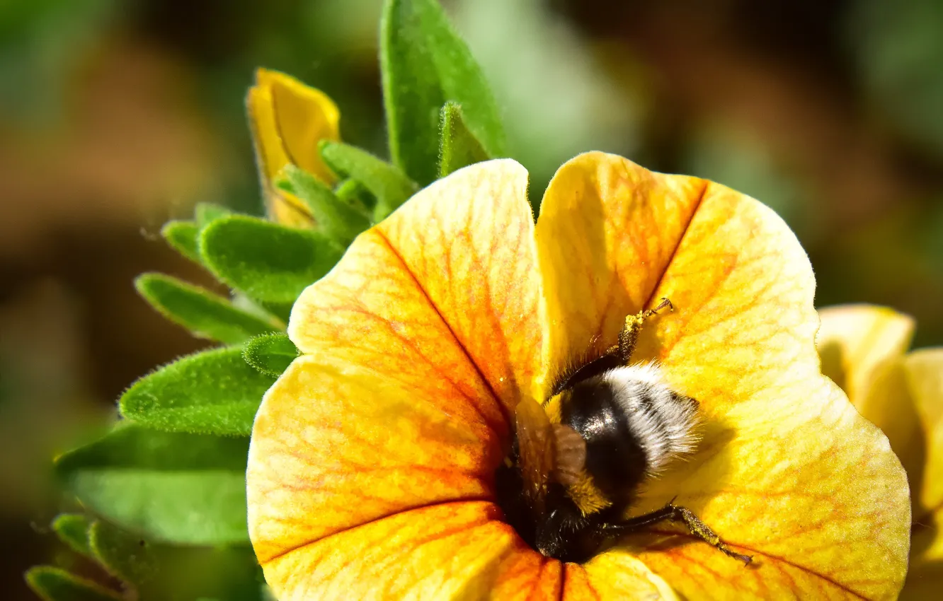 Photo wallpaper ass, macro, flowers, yellow, bee, garden, bumblebee, pollination