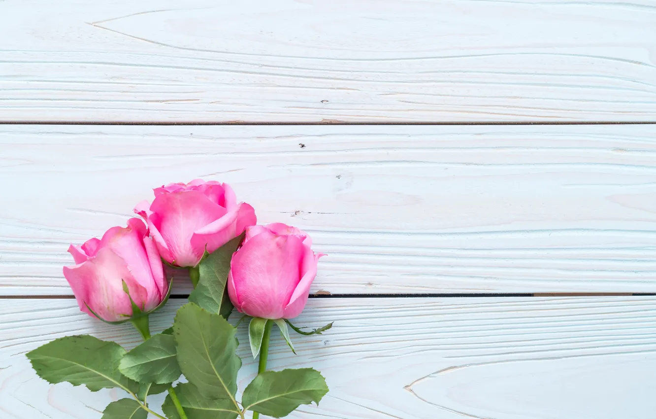 Photo wallpaper flowers, roses, pink, fresh, wood, pink, flowers, roses