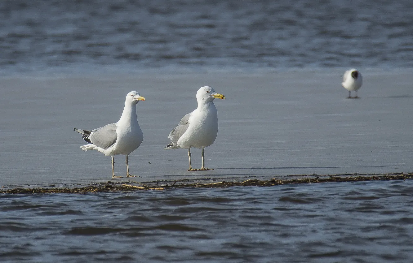 Photo wallpaper ice, winter, birds, river, seagulls, photohunt