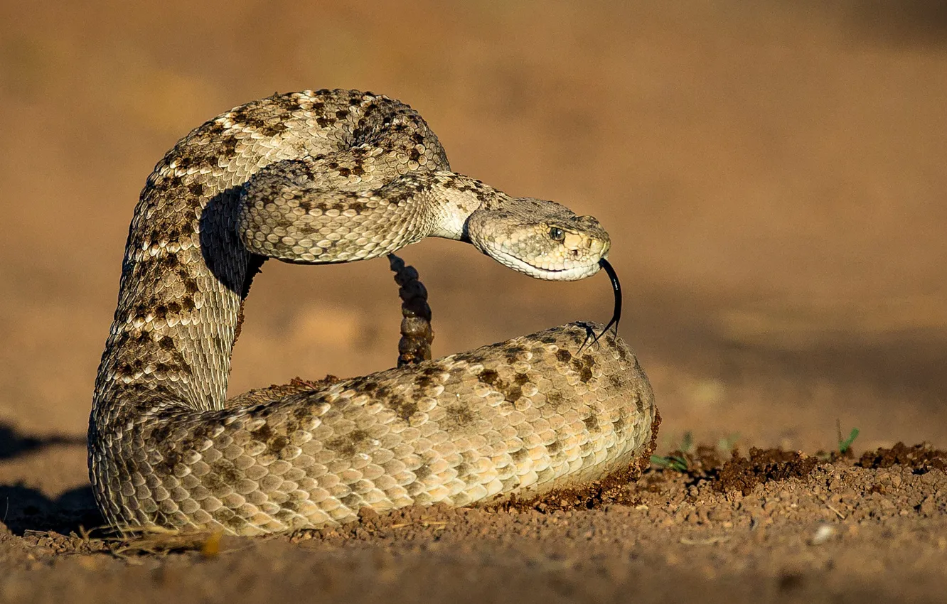 Photo wallpaper language, background, snake, Texas Sidewinder