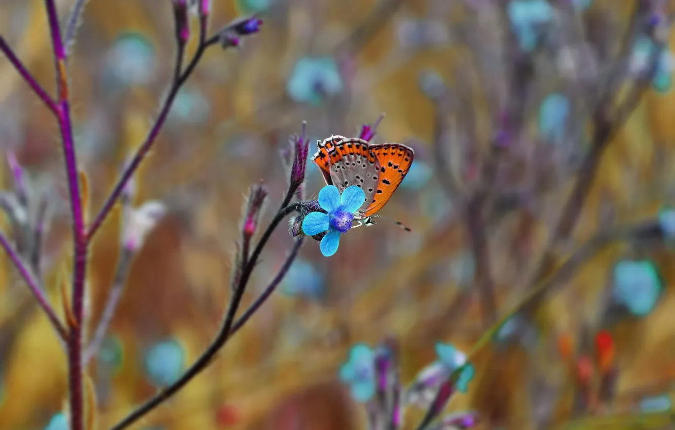 Photo wallpaper macro, flowers, butterfly, insect