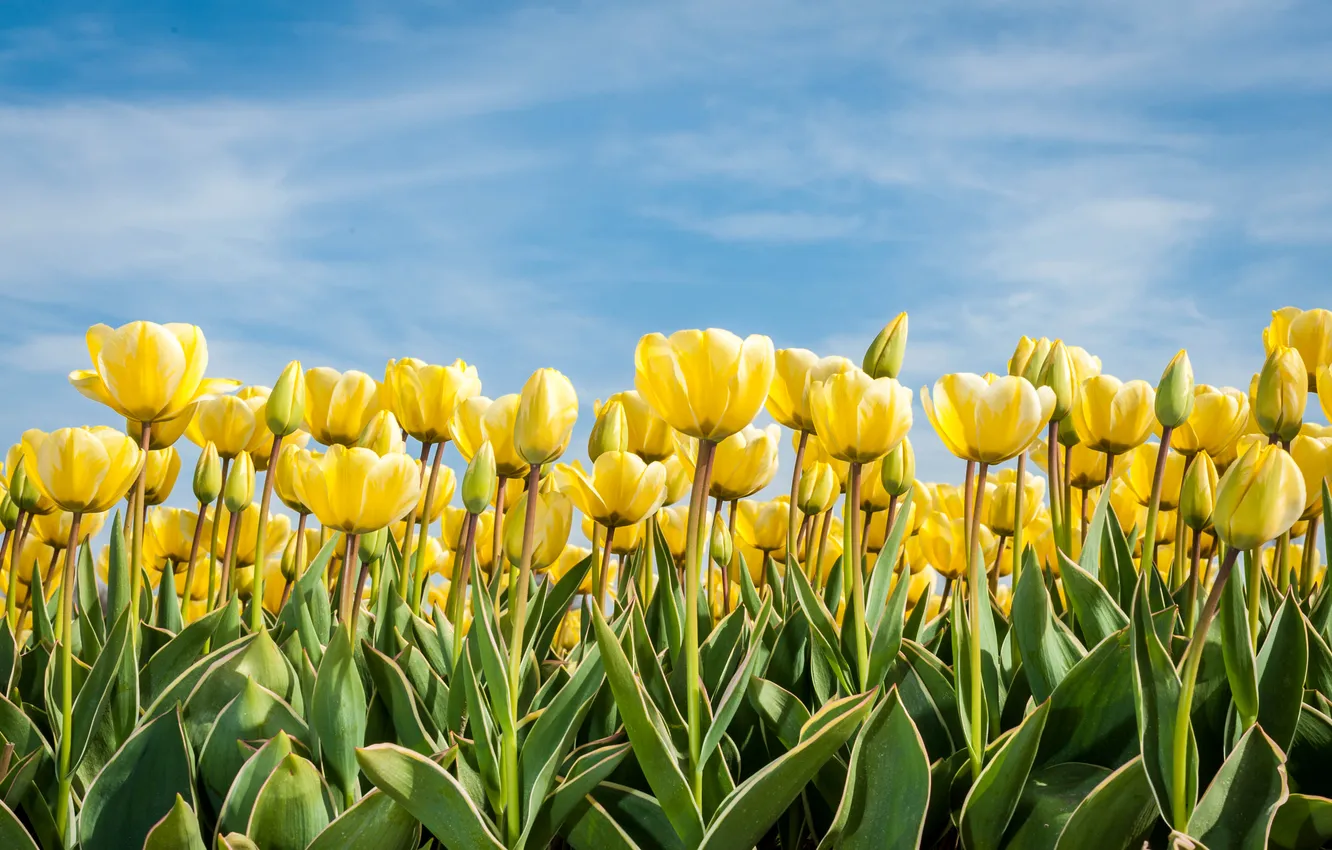 Photo wallpaper the sky, leaves, the sun, clouds, yellow, tulips, buds