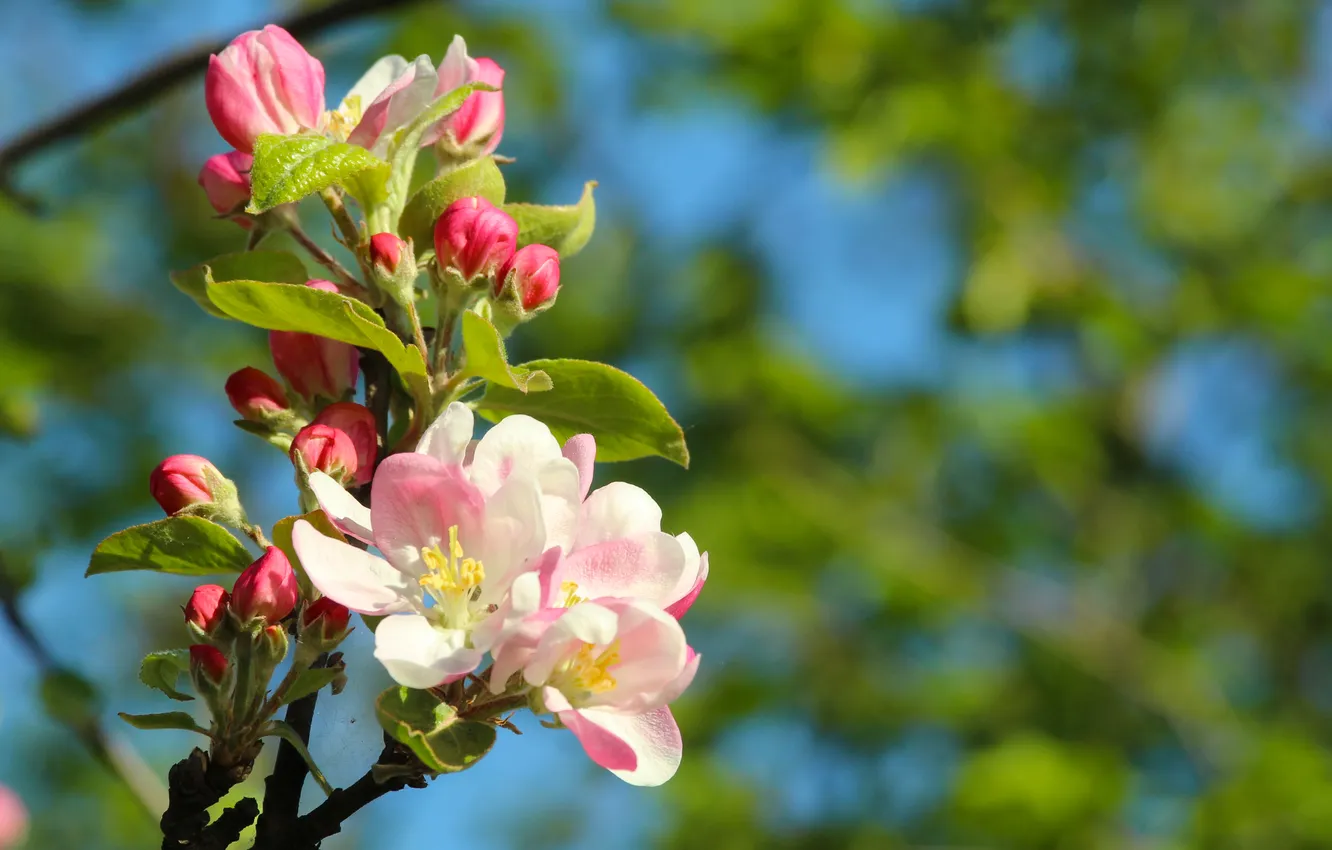 Photo wallpaper spring, twig, blooming