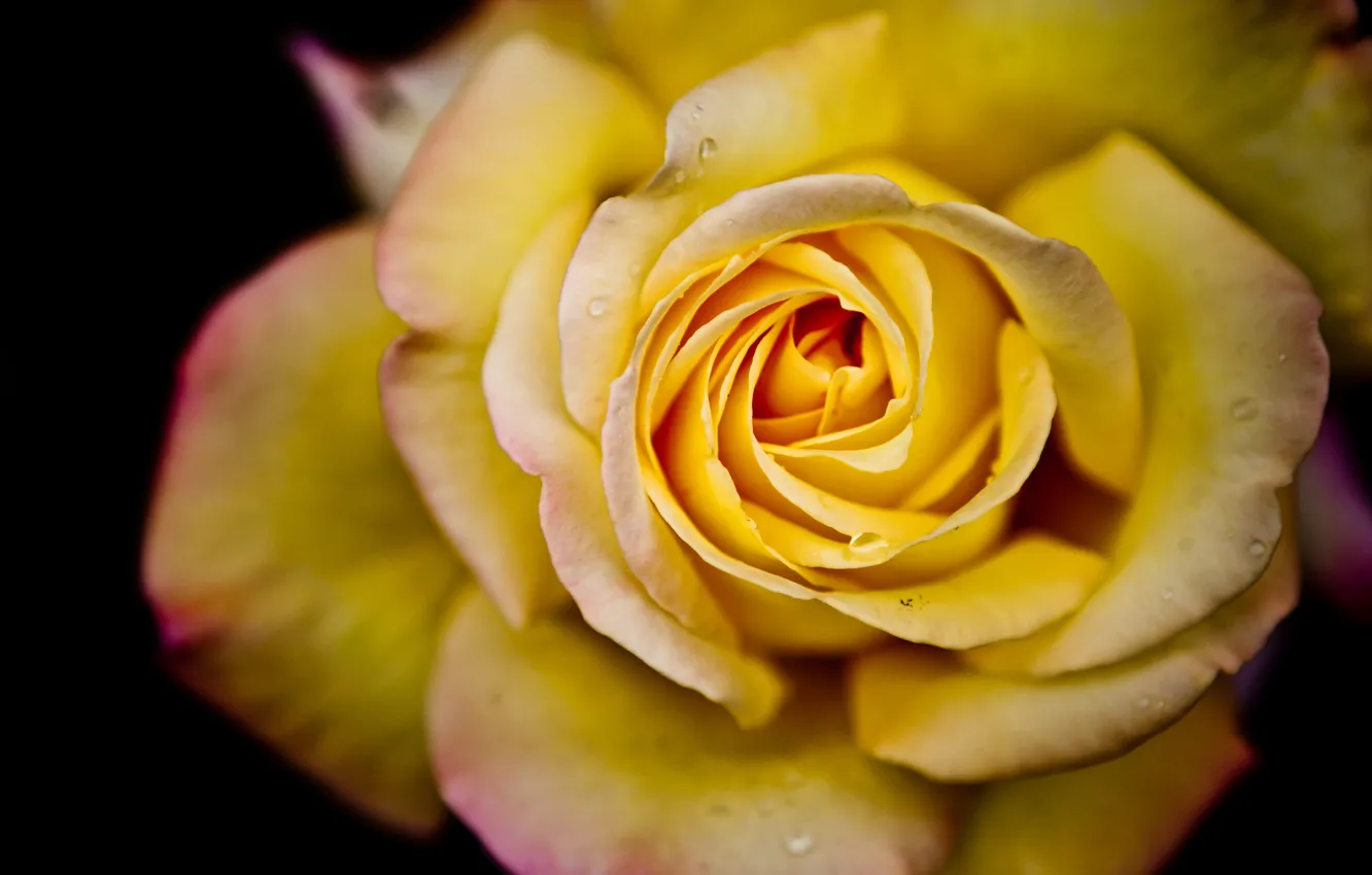 Photo wallpaper flower, water, drops, macro, rose, petals, rose, flower