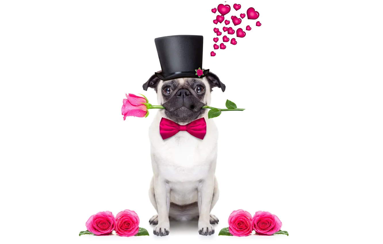 Photo wallpaper dog, love, rose, heart, dog, romantic, funny, cute