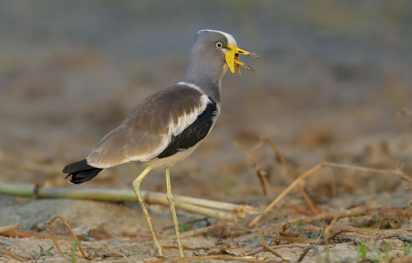Photo wallpaper mustache, background, bird, DUELL ©