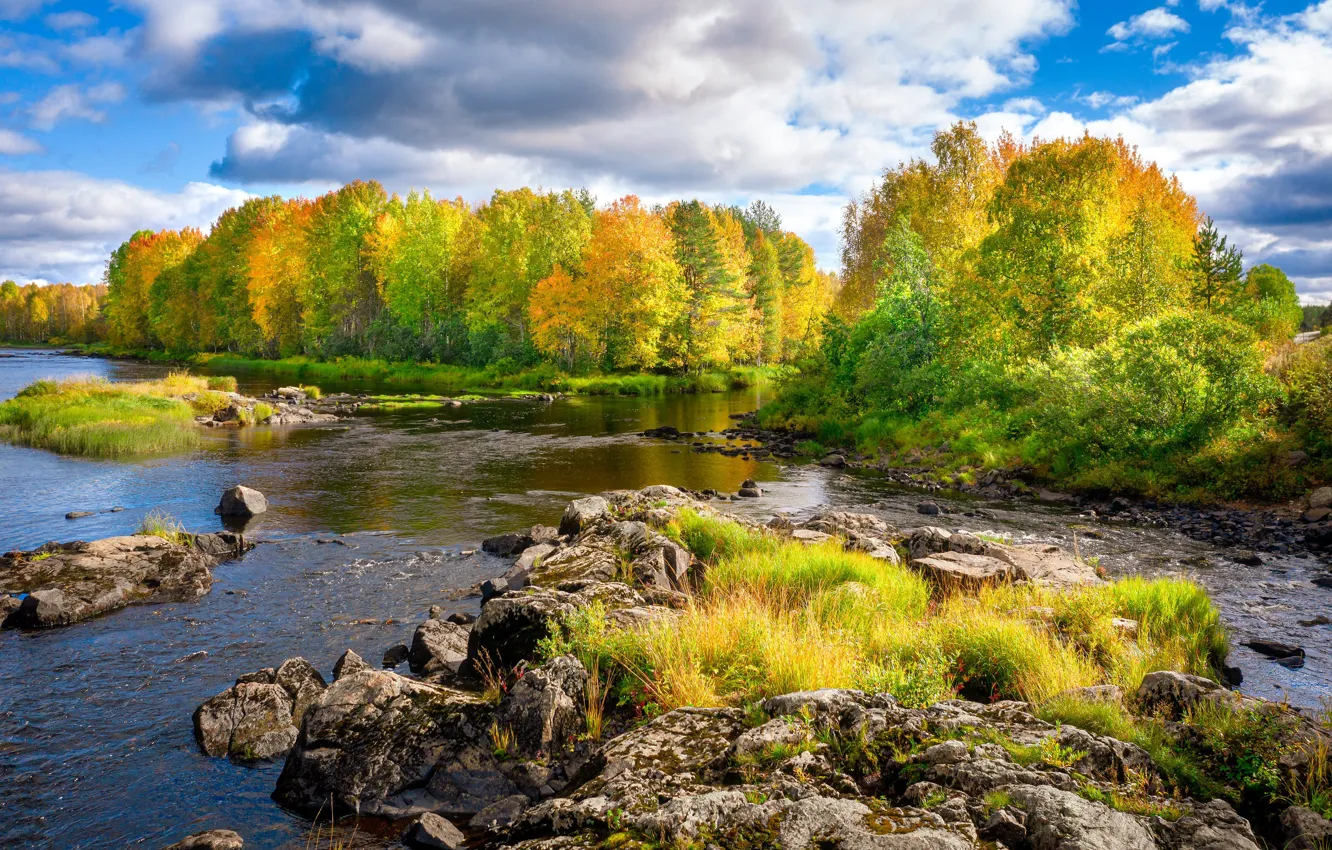 Photo wallpaper forest, nature, river, Finland
