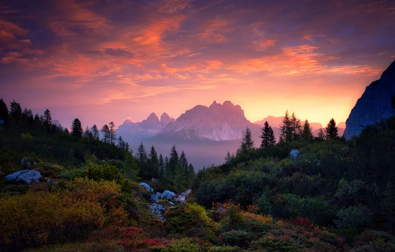 Photo wallpaper forest, trees, sunset, mountains