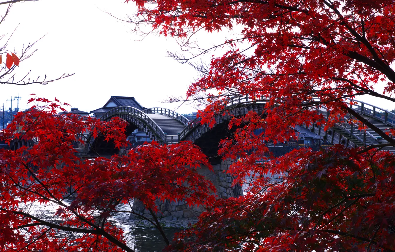 Photo wallpaper trees, Japan, arched, The Kintai, wooden bridge, Kintai