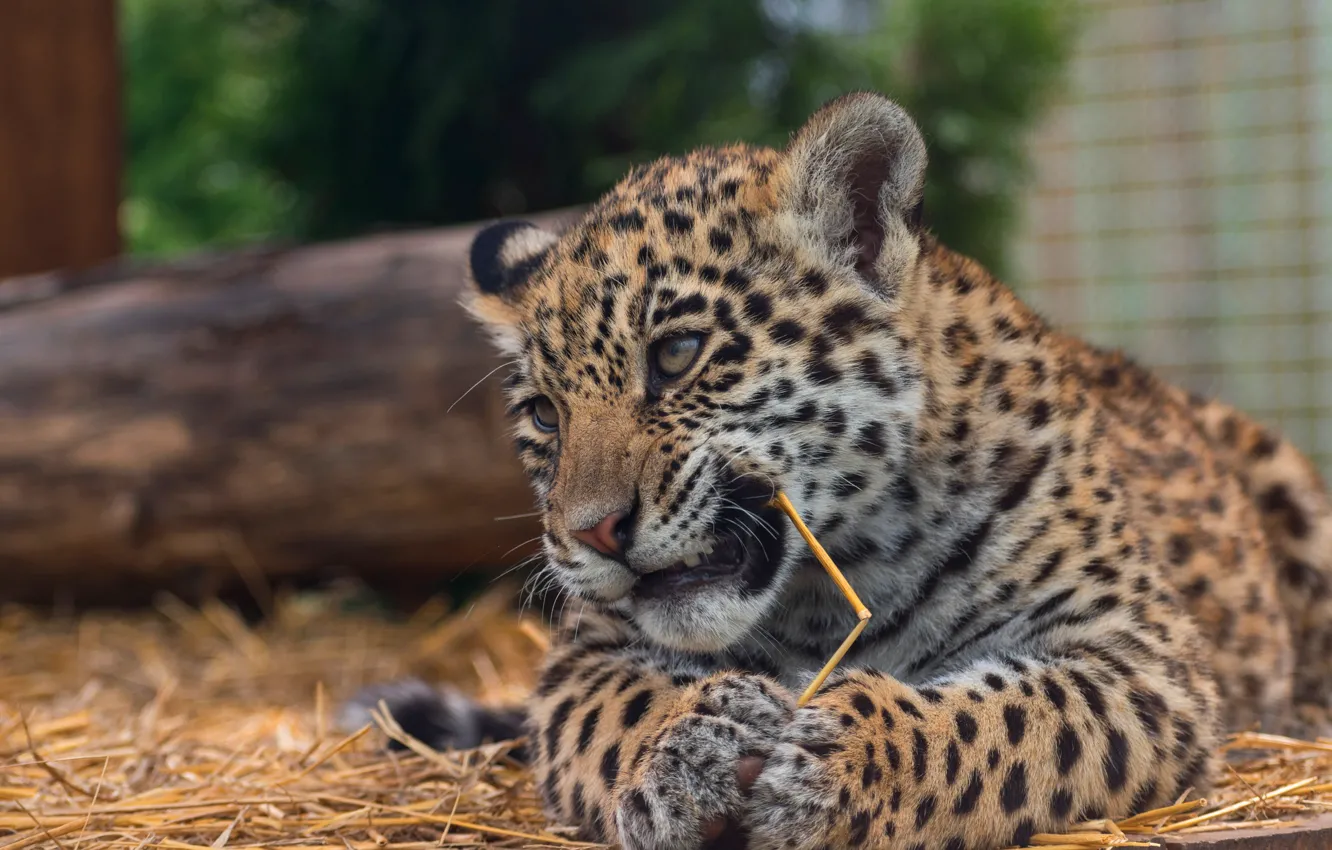 Photo wallpaper cat, eyes, face, nature, pose, background, Board, portrait