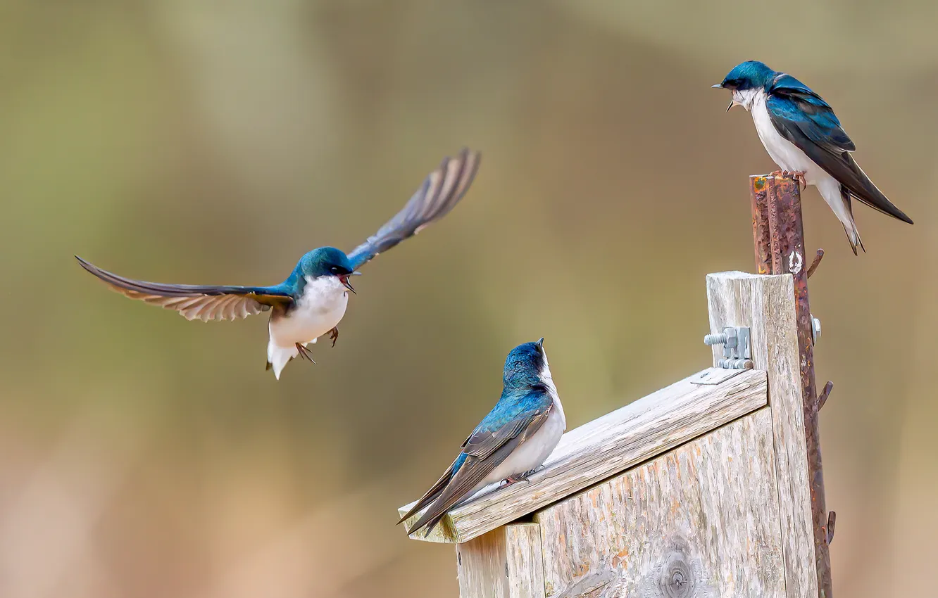 Photo wallpaper flight, background, bird, spring, birdhouse, trio, wings, swallow