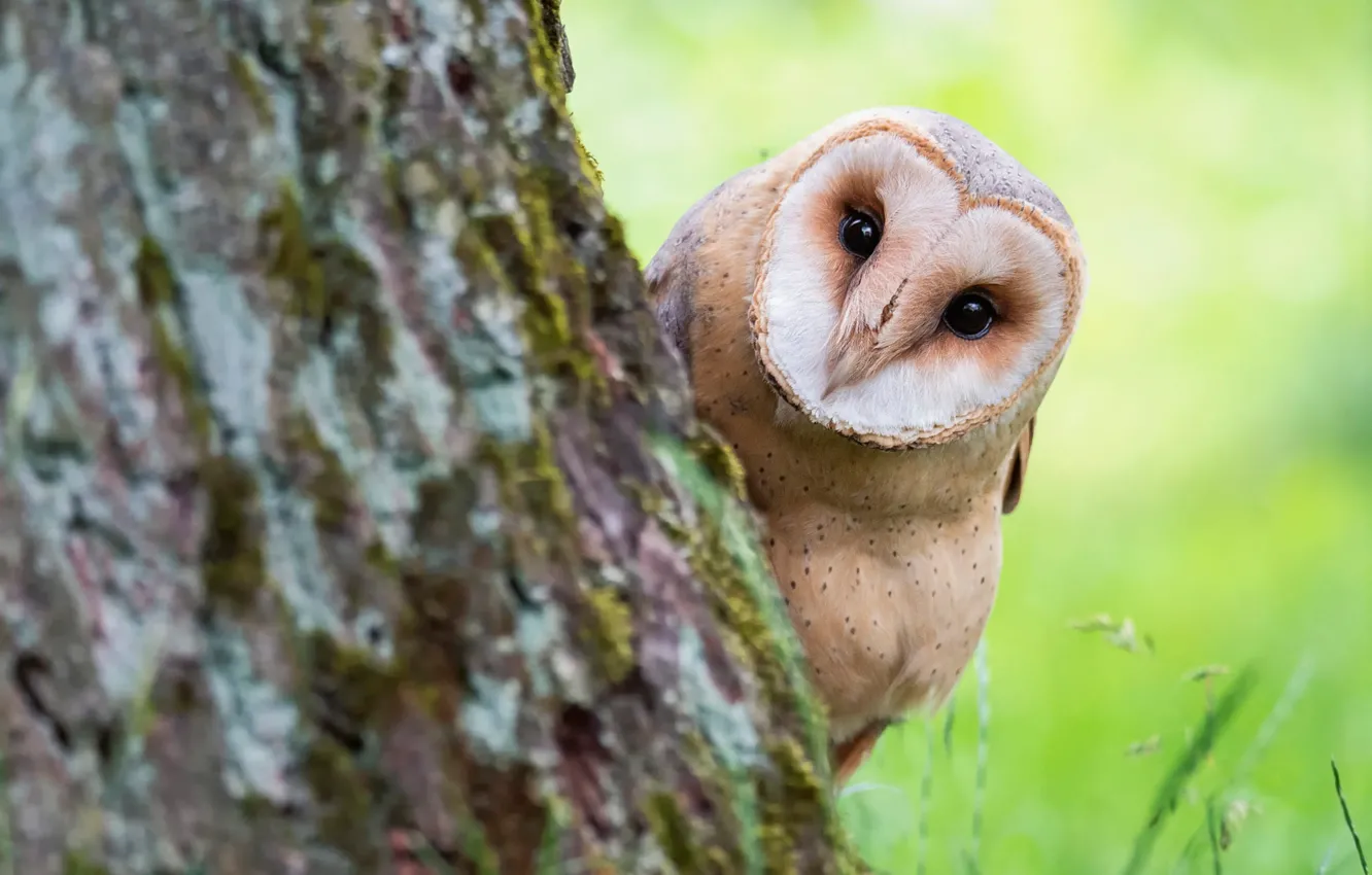 Photo wallpaper eyes, look, trees, nature, green, background, owl, bird