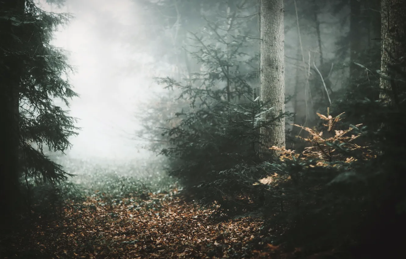 Photo wallpaper autumn, forest, fog
