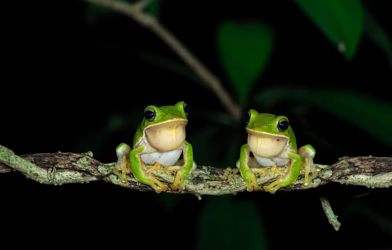 Photo wallpaper nature, background, frogs