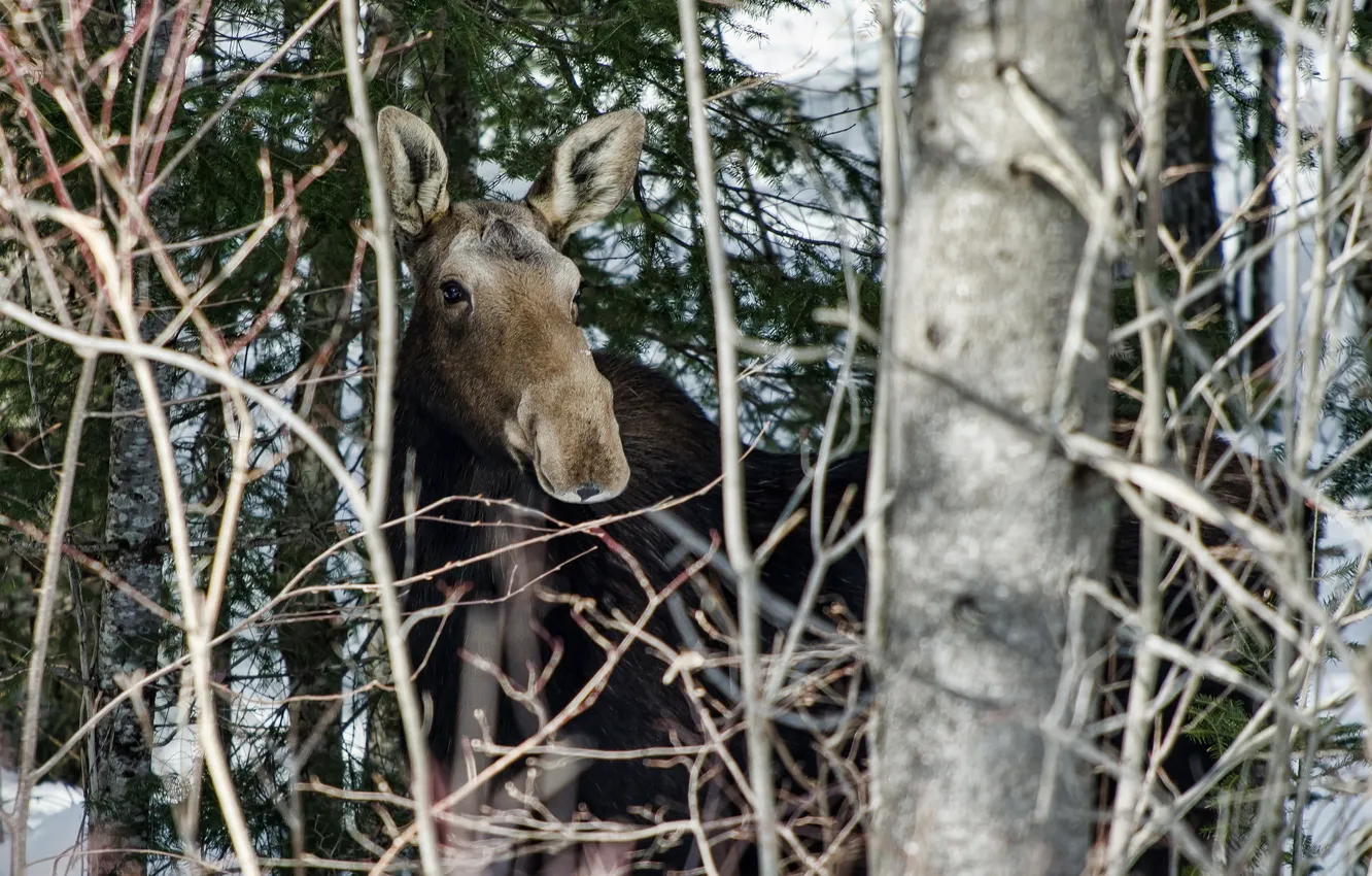 Photo wallpaper forest, nature, moose