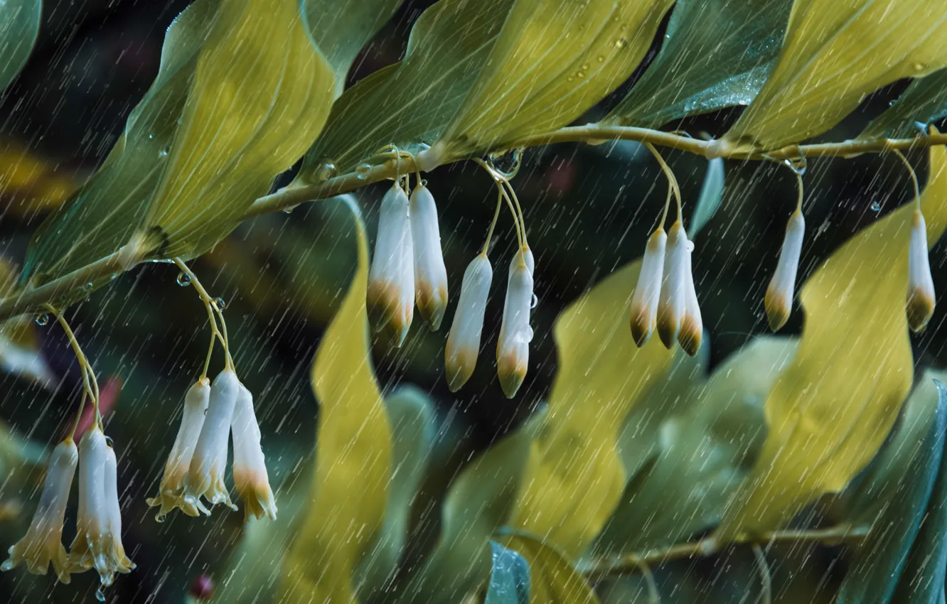 Photo wallpaper leaves, drops, macro, branches, God