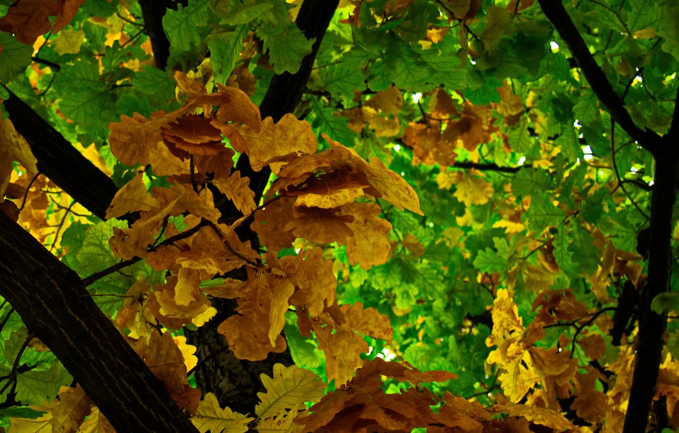 Photo wallpaper autumn, leaves, branches, yellow, green, foliage, the barrel, oak