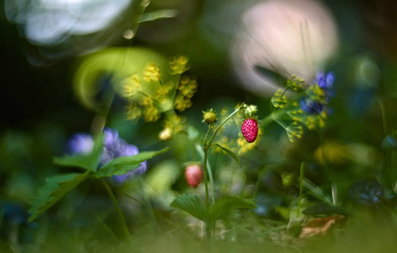 Photo wallpaper summer, grass, flowers, nature, berries, strawberries