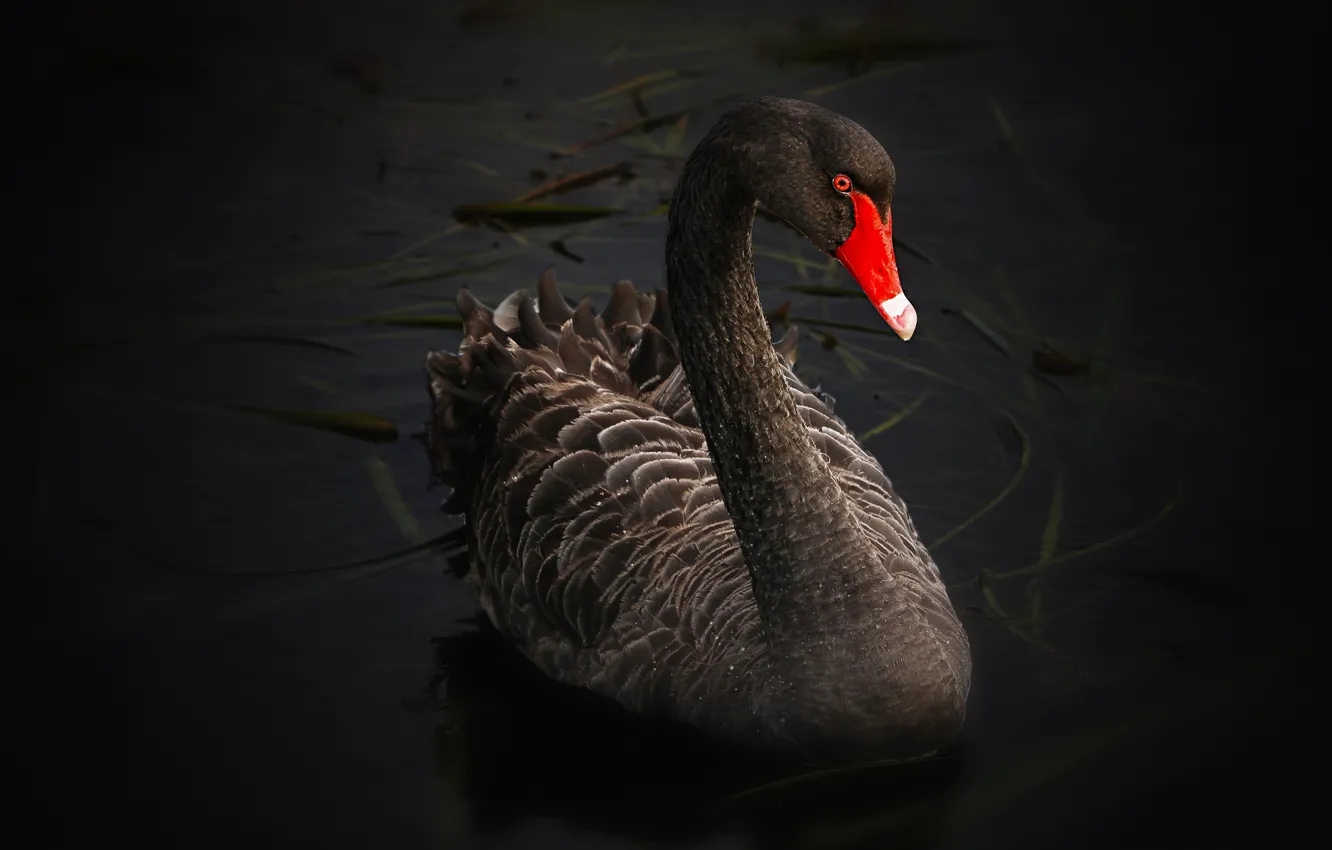 Photo wallpaper algae, red, lake, pond, the dark background, bird, black, beak