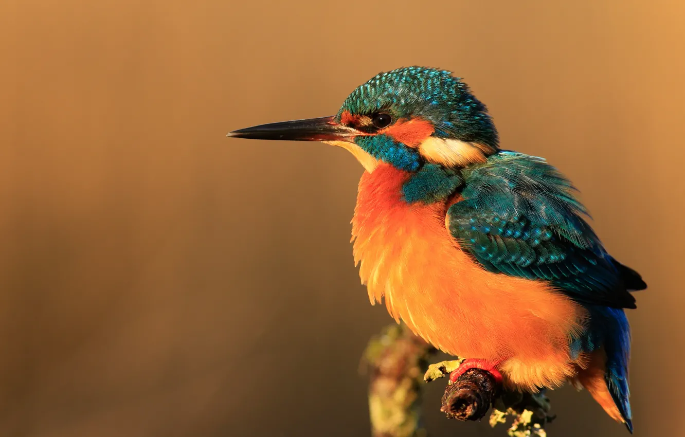 Photo wallpaper light, background, Kingfisher, bright plumage, bitch, orange, bird, handsome