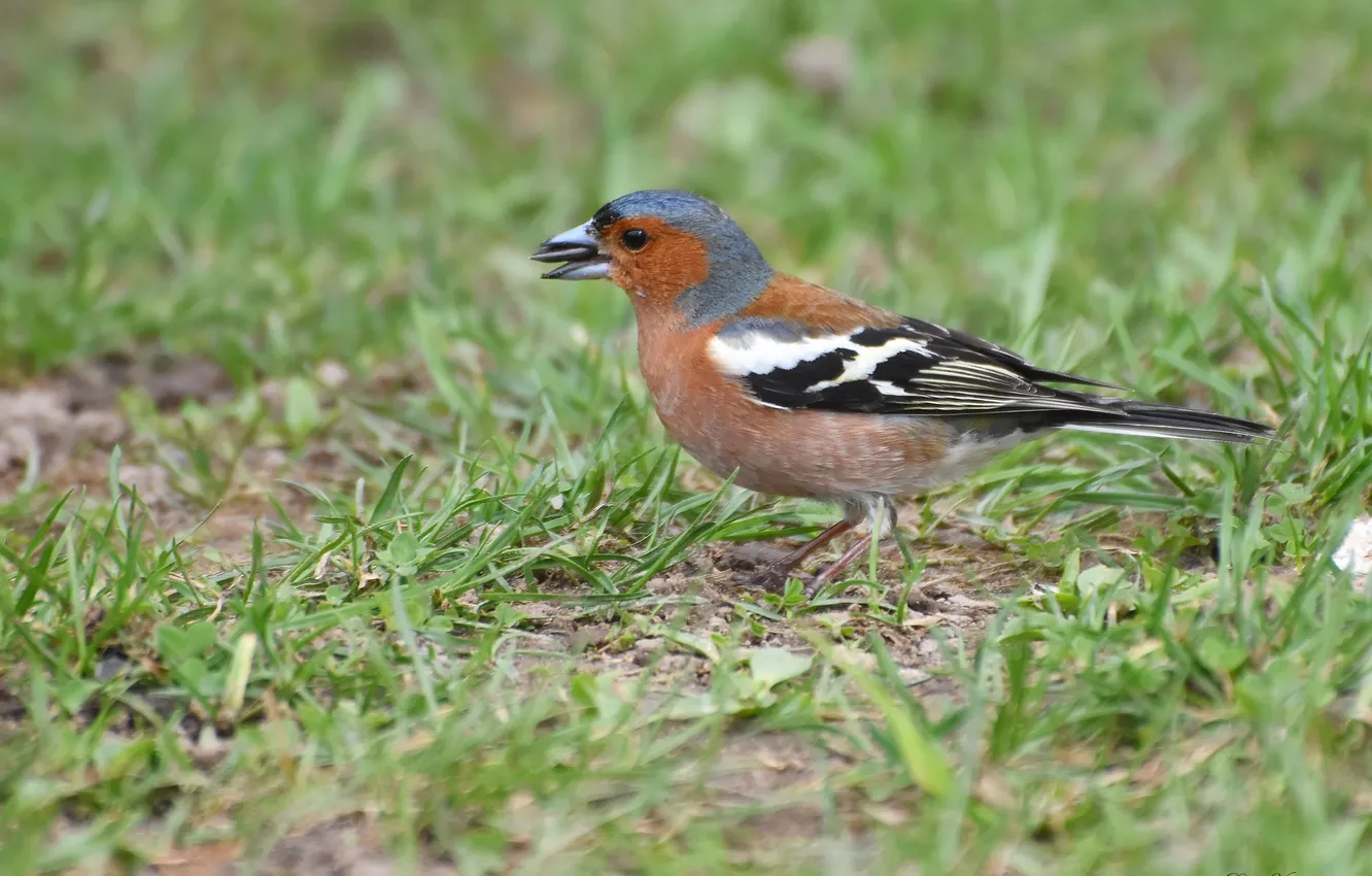 Photo wallpaper bird, spring, Chaffinch, photohunt