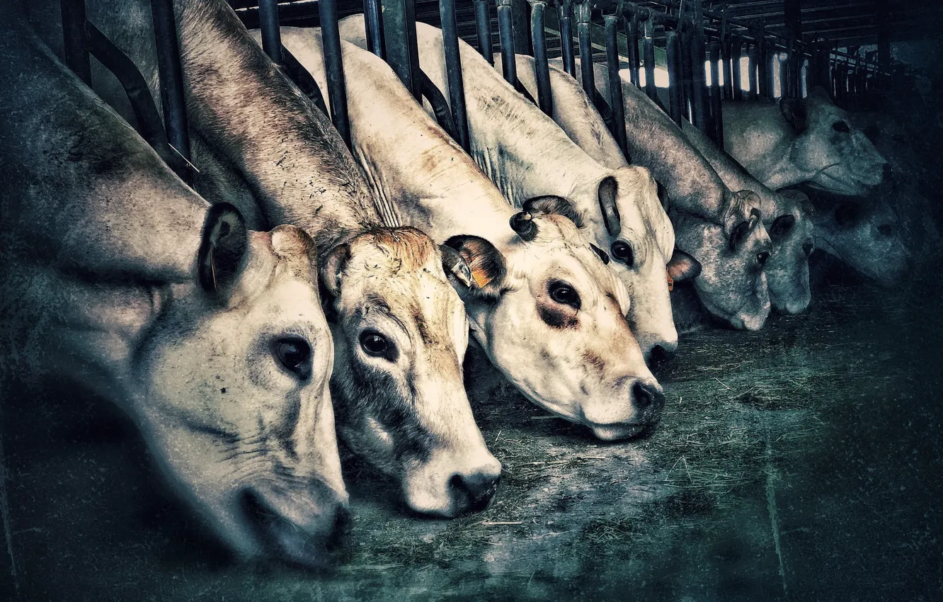 Photo wallpaper people, cattle, stall, cattle