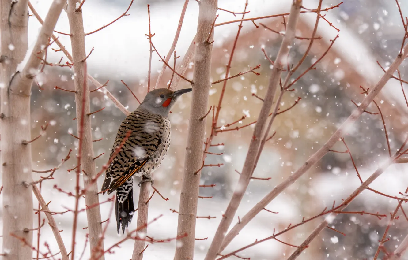 Photo wallpaper bird, winter, tree, snowing