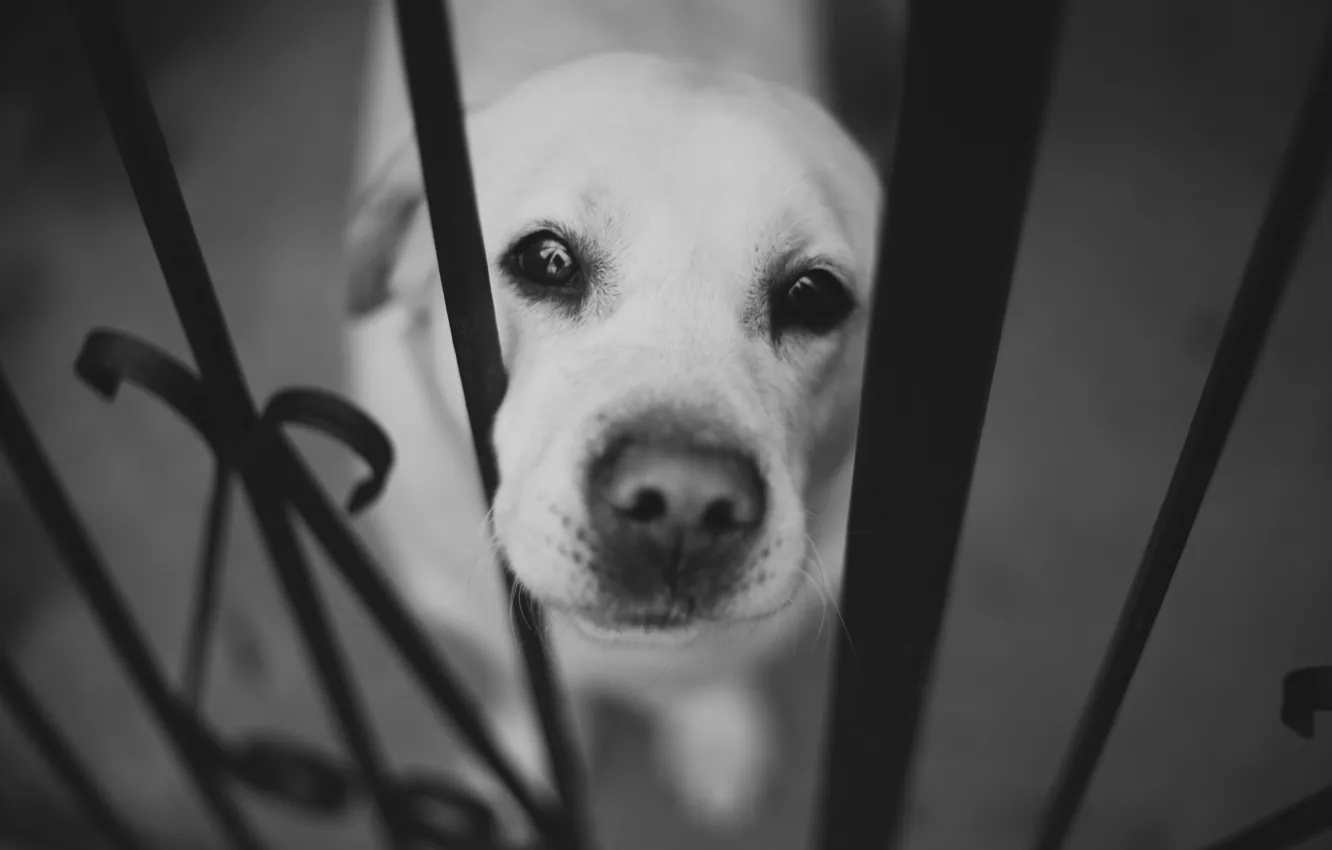 Photo wallpaper face, the fence, dog, nose, black and white, Labrador