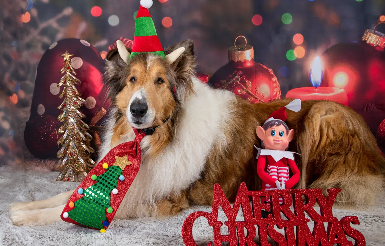 Photo wallpaper dogs, look, face, pose, dog, Christmas, New year, photoshoot