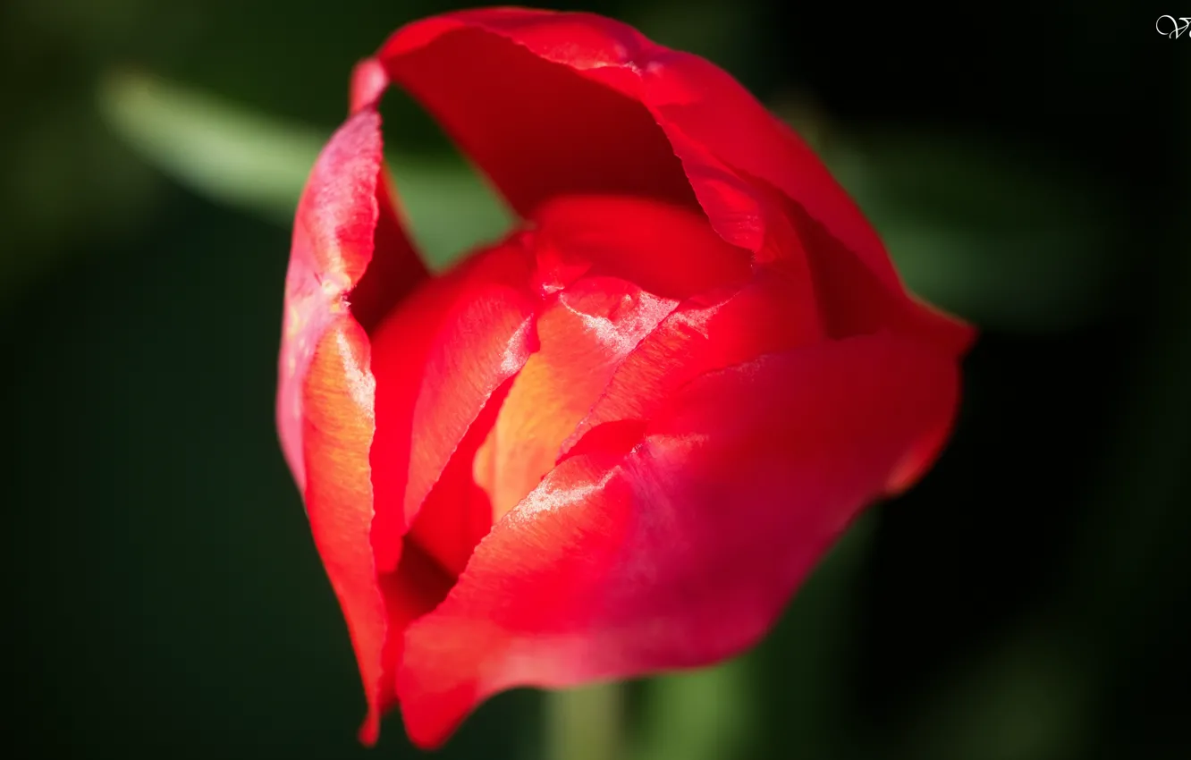 Photo wallpaper flowers, spring, beautiful