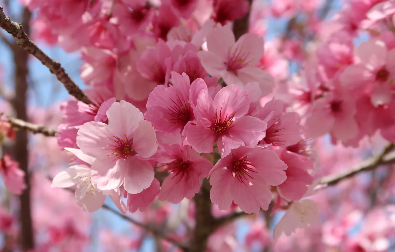 Photo wallpaper macro, flowers, branches, cherry, spring, Sakura, pink, flowering