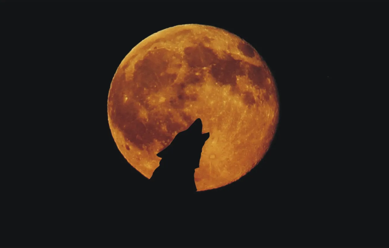 Photo wallpaper night, emotions, the moon, wolf, moon, night, wolf, wallpaper 1920x1080