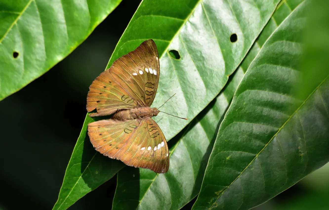 Photo wallpaper leaves, microsemi, butterfly, wings, insect, beautiful, closeup