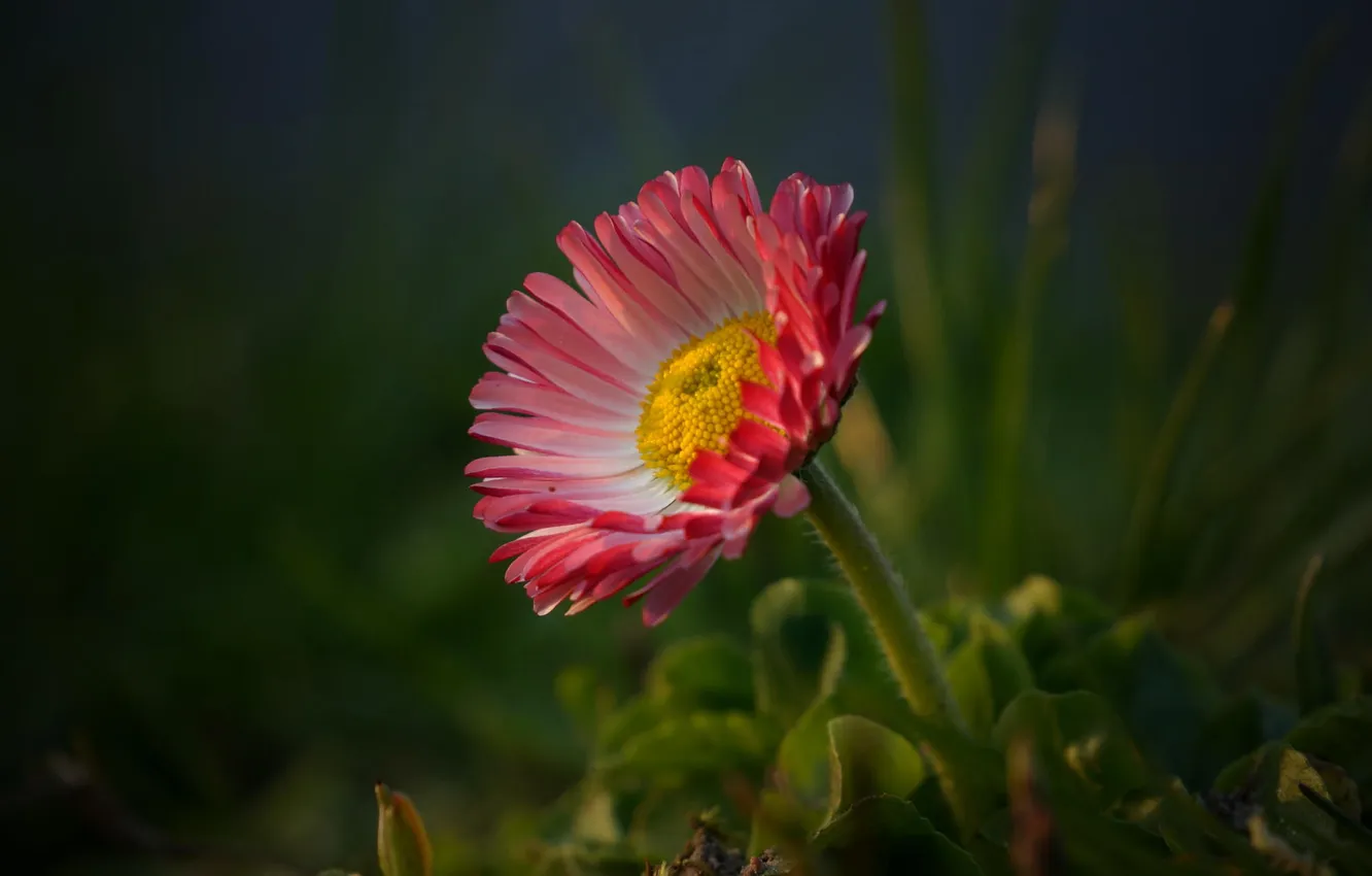 Photo wallpaper flower, grass, macro, nature