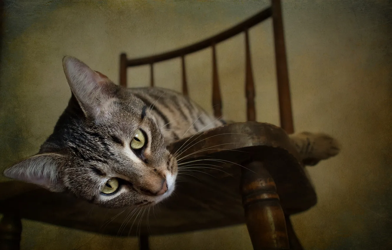 Photo wallpaper cat, house, background