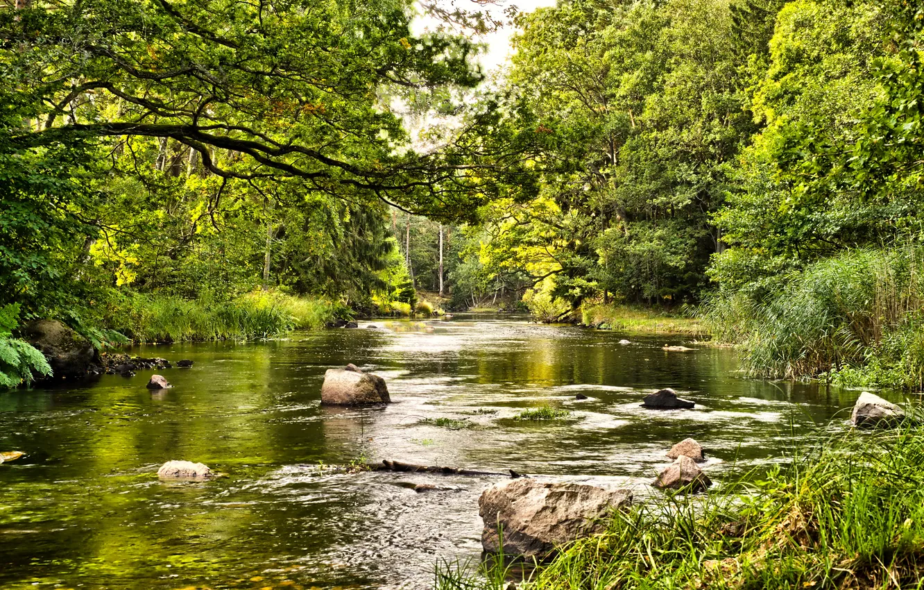Photo wallpaper greens, forest, summer, grass, trees, stones, for, river