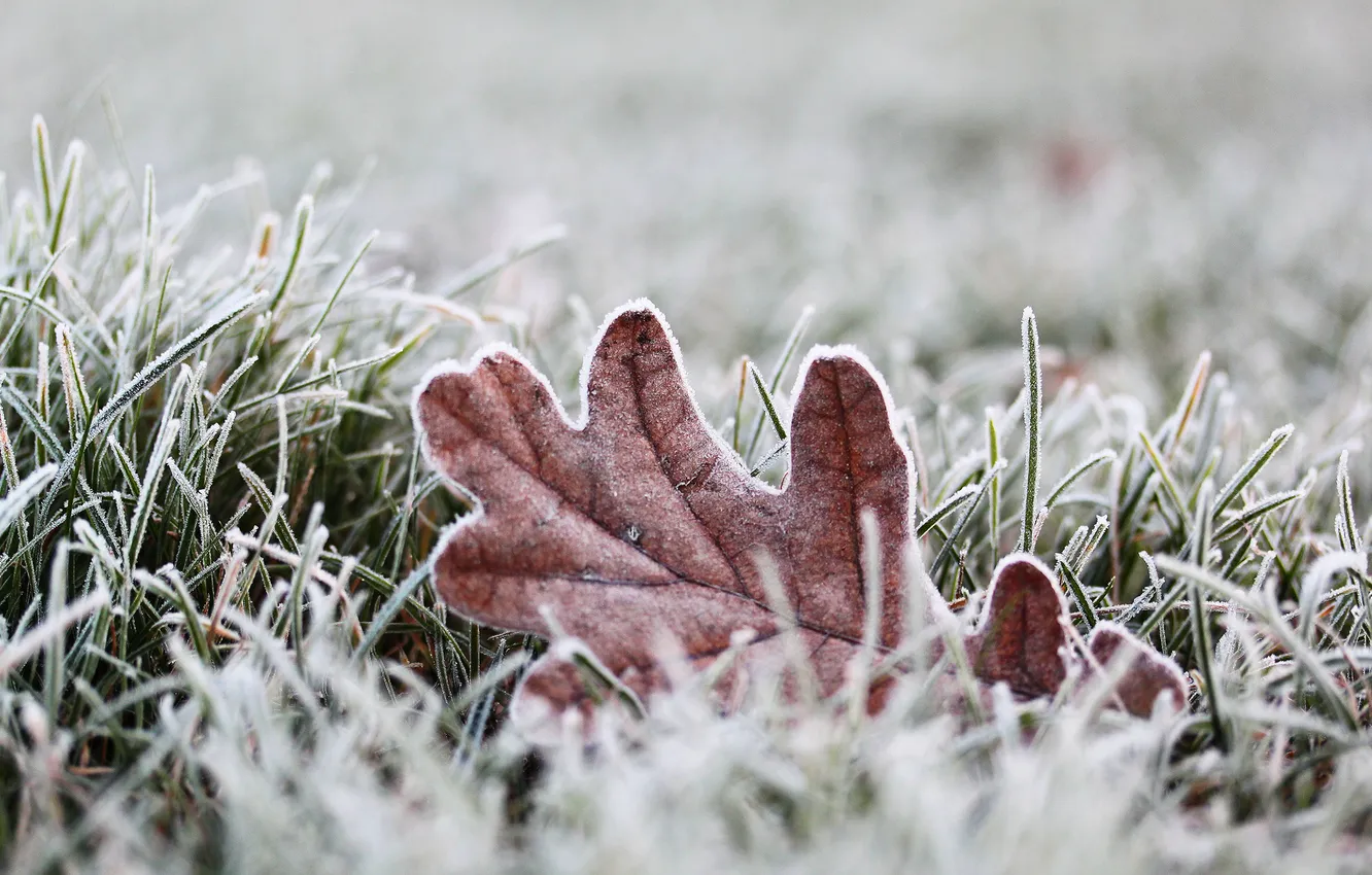 Photo wallpaper frost, grass, macro, Fox, oak