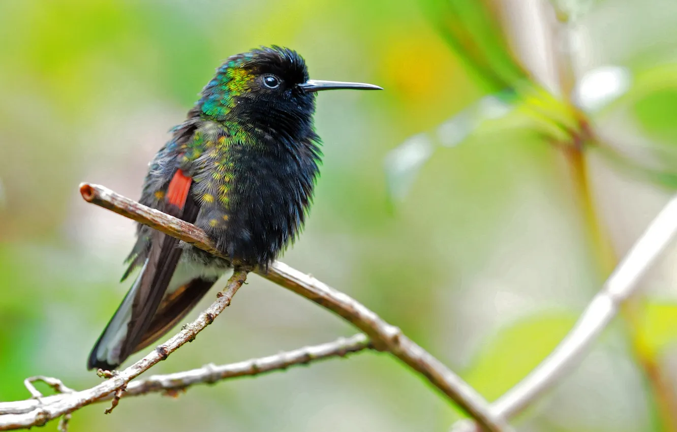 Photo wallpaper bird, branch, feathers, beak