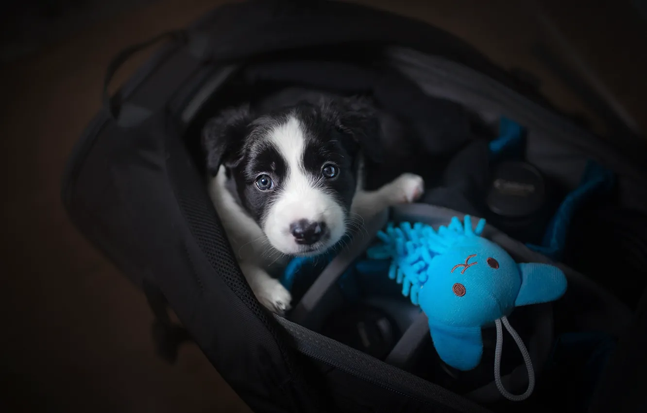 Photo wallpaper look, toy, baby, puppy, bag, face, doggie, The border collie