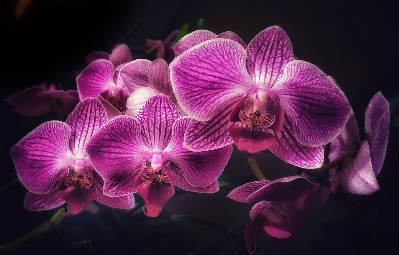 Photo wallpaper flowers, background, black, Orchid