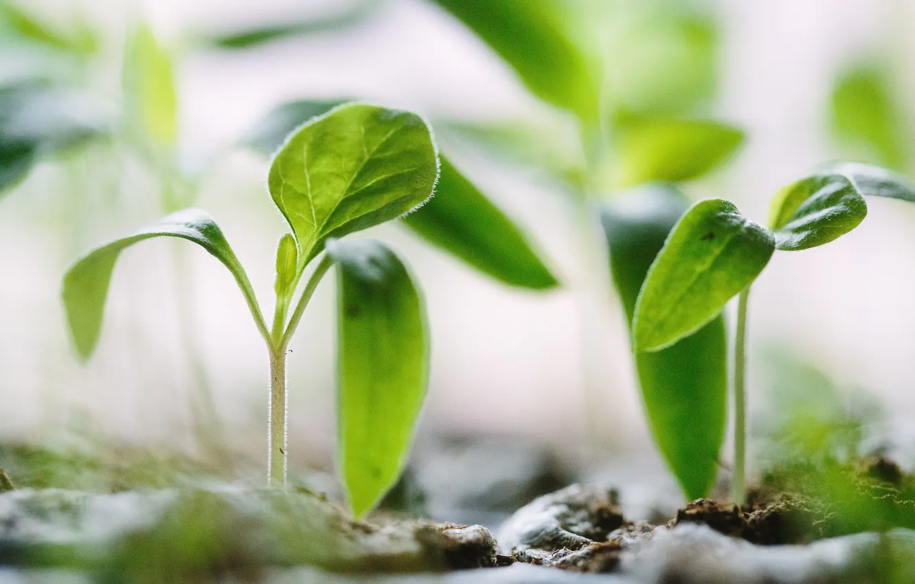 Photo wallpaper leaves, plant, cultivation