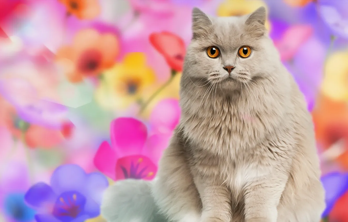 Photo wallpaper cat, background, British, cat
