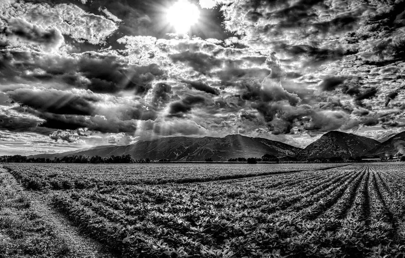 Photo wallpaper field, the sky, the sun, clouds, rays, mountains