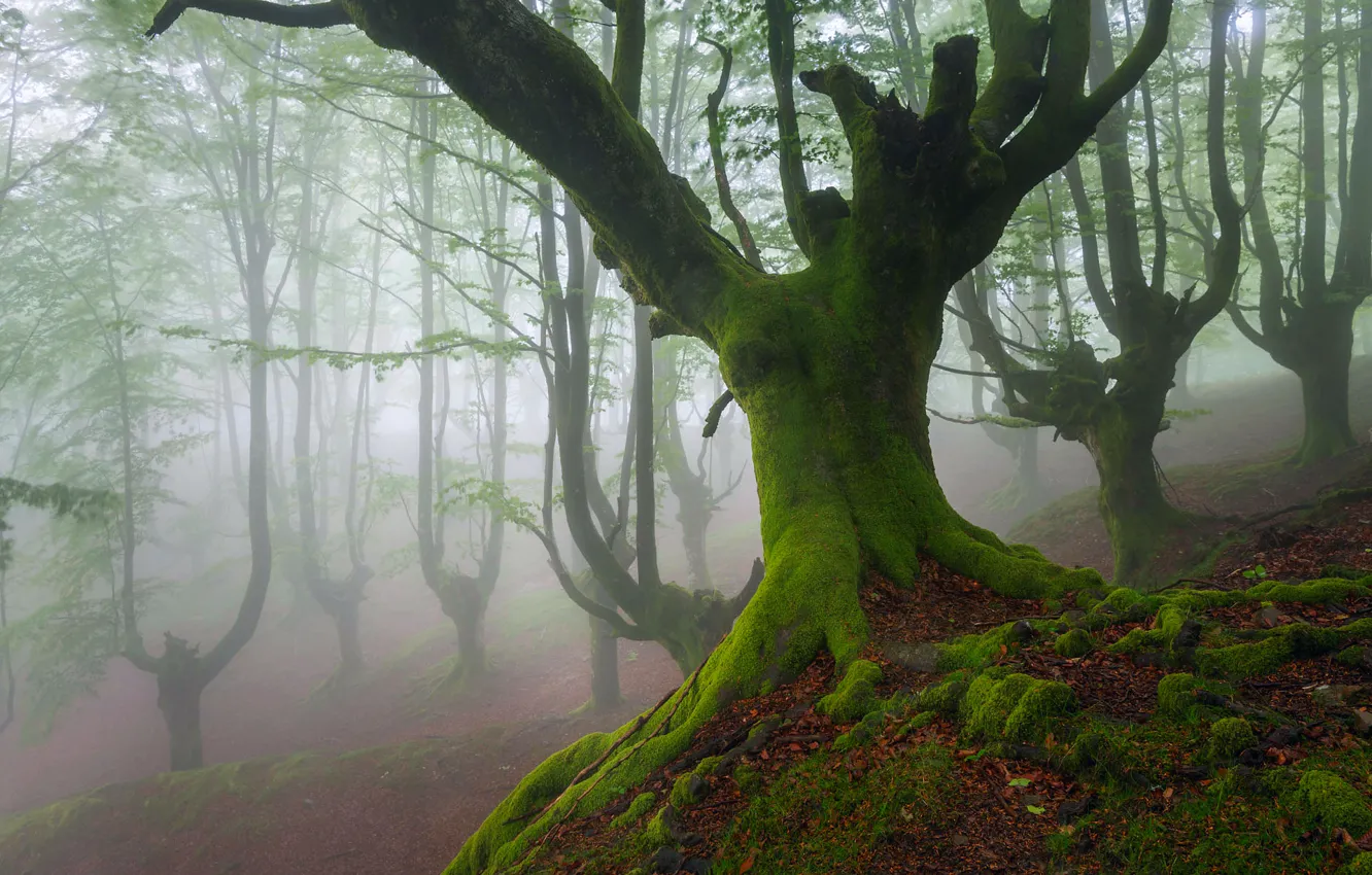 Photo wallpaper trees, moss, spring, May, haze, Spain, Beech, Biscay