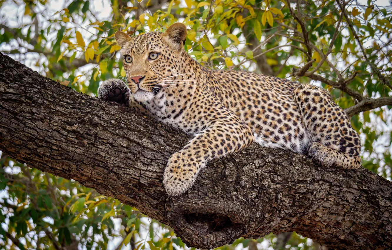 Photo wallpaper tree, stay, leopard, wild cat, on the tree, handsome