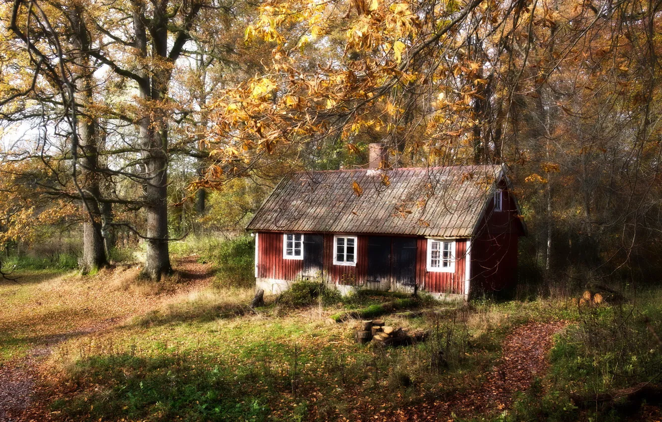 Photo wallpaper forest, nature, home