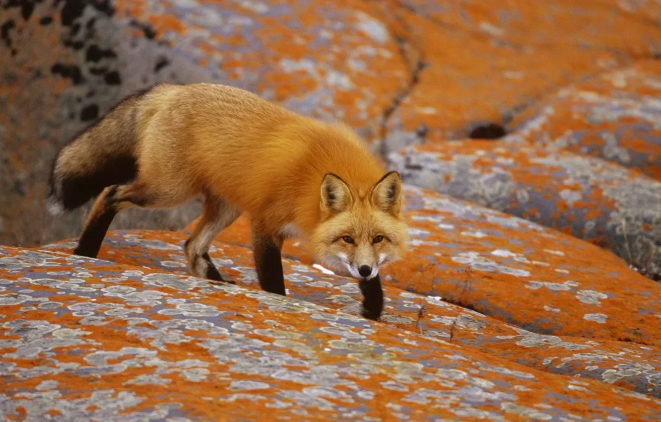 Photo wallpaper Fox, fur, Fox